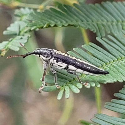 Rhinotia adelaidae (A belid weevil) at Bruce, ACT - 8 Nov 2023 by trevorpreston