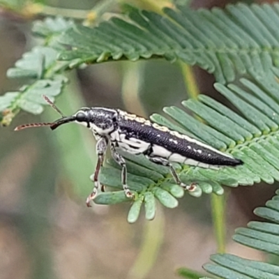 Rhinotia adelaidae (A belid weevil) at Bruce Ridge to Gossan Hill - 8 Nov 2023 by trevorpreston