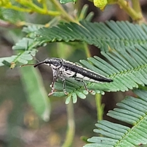 Rhinotia adelaidae at Bruce Ridge to Gossan Hill - 8 Nov 2023 12:48 PM