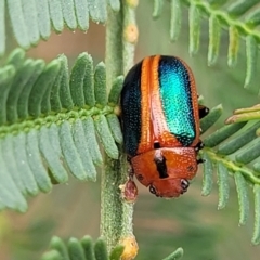 Calomela curtisi (Acacia leaf beetle) at Bruce, ACT - 8 Nov 2023 by trevorpreston