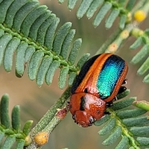 Calomela curtisi at Flea Bog Flat, Bruce - 8 Nov 2023 12:46 PM