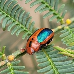 Calomela curtisi at Flea Bog Flat, Bruce - 8 Nov 2023 12:46 PM