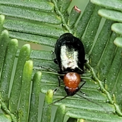 Adoxia benallae (Leaf beetle) at Flea Bog Flat, Bruce - 8 Nov 2023 by trevorpreston