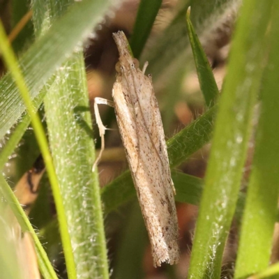 Faveria tritalis (Couchgrass Webworm) at Blue Gum Point to Attunga Bay - 3 Nov 2023 by ConBoekel