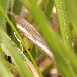 Faveria tritalis at Blue Gum Point to Attunga Bay - 3 Nov 2023