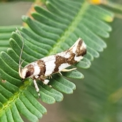 Macrobathra desmotoma ( A Cosmet moth) at Bruce, ACT - 8 Nov 2023 by trevorpreston