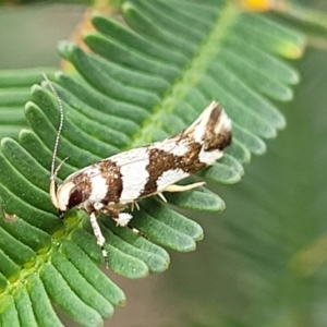 Macrobathra desmotoma at Bruce Ridge to Gossan Hill - 8 Nov 2023