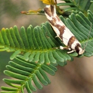 Macrobathra desmotoma at Bruce Ridge to Gossan Hill - 8 Nov 2023