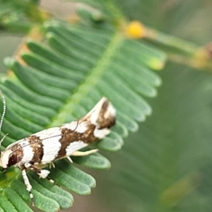 Macrobathra desmotoma at Bruce Ridge to Gossan Hill - 8 Nov 2023