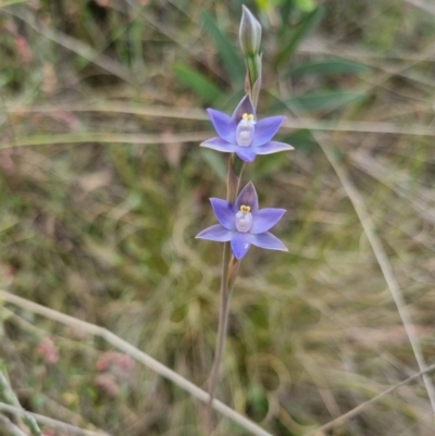 Thelymitra peniculata (Blue Star Sun-orchid) at Bungendore, NSW - 8 Nov 2023 by clarehoneydove