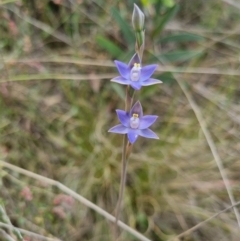 Thelymitra peniculata (Blue Star Sun-orchid) at Bungendore, NSW - 8 Nov 2023 by clarehoneydove