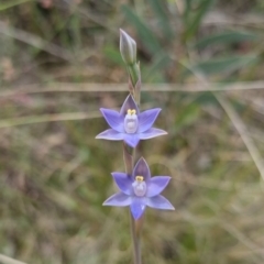 Thelymitra peniculata at QPRC LGA - 8 Nov 2023