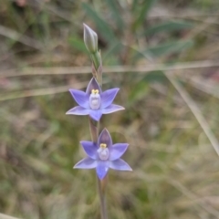 Thelymitra peniculata at QPRC LGA - 8 Nov 2023