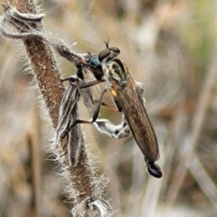 Cerdistus varifemoratus at Flea Bog Flat, Bruce - 8 Nov 2023 by trevorpreston