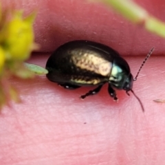 Chrysolina quadrigemina (Greater St Johns Wort beetle) at Bruce, ACT - 8 Nov 2023 by trevorpreston