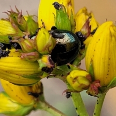 Chrysolina quadrigemina at Bruce Ridge to Gossan Hill - 8 Nov 2023 12:39 PM