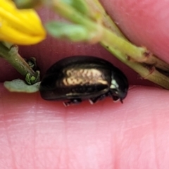 Chrysolina quadrigemina at Bruce Ridge to Gossan Hill - 8 Nov 2023 12:39 PM