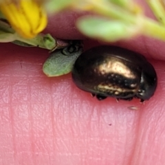 Chrysolina quadrigemina at Bruce Ridge to Gossan Hill - 8 Nov 2023 12:39 PM