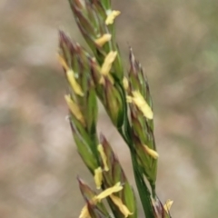 Festuca arundinacea (Tall Fescue) at Bruce Ridge to Gossan Hill - 8 Nov 2023 by trevorpreston