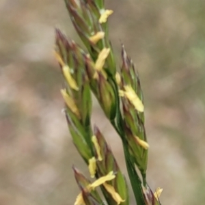 Festuca arundinacea at Flea Bog Flat, Bruce - 8 Nov 2023