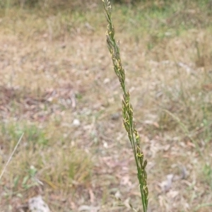 Festuca arundinacea at Flea Bog Flat, Bruce - 8 Nov 2023