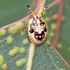 Anischys sp. (genus) (Unidentified Anischys bug) at Bruce, ACT - 8 Nov 2023 by trevorpreston