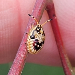 Anischys sp. (genus) at Bruce Ridge to Gossan Hill - 8 Nov 2023