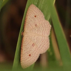 Epicyme rubropunctaria (Red-spotted Delicate) at Lake Burley Griffin West - 3 Nov 2023 by ConBoekel