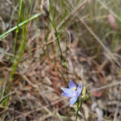 Thelymitra sp. (pauciflora complex) (Sun Orchid) at Bungendore, NSW - 8 Nov 2023 by clarehoneydove