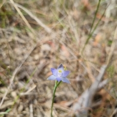 Thelymitra sp. (pauciflora complex) at QPRC LGA - suppressed