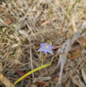 Thelymitra sp. (pauciflora complex) at QPRC LGA - suppressed