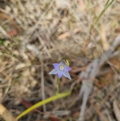 Thelymitra sp. (pauciflora complex) at QPRC LGA - suppressed