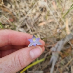 Thelymitra sp. (pauciflora complex) at QPRC LGA - suppressed