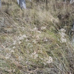 Comesperma ericinum (Heath Milkwort) at Bungendore, NSW - 8 Nov 2023 by clarehoneydove