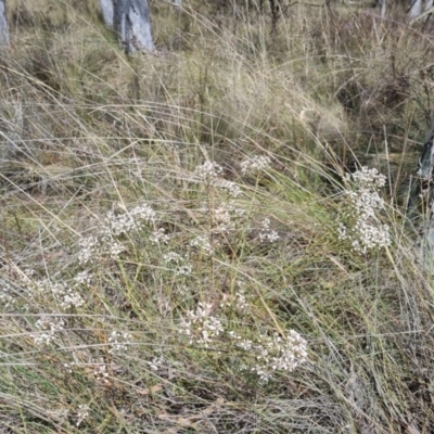 Comesperma ericinum (Heath Milkwort) at Bungendore, NSW - 8 Nov 2023 by clarehoneydove