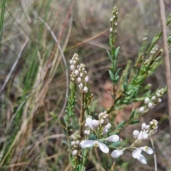 Comesperma ericinum at QPRC LGA - 8 Nov 2023