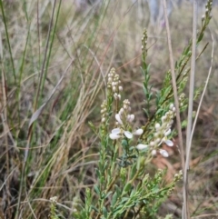 Comesperma ericinum at QPRC LGA - 8 Nov 2023