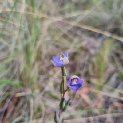 Thelymitra brevifolia (Short-leaf Sun Orchid) at Bungendore, NSW - 8 Nov 2023 by clarehoneydove