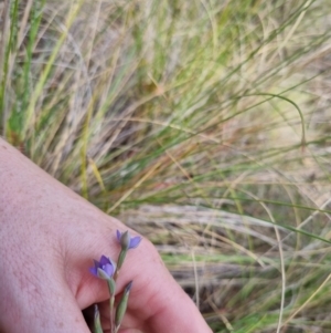 Thelymitra brevifolia at QPRC LGA - suppressed