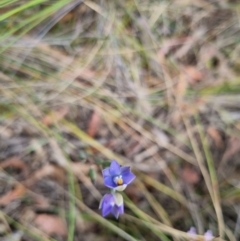 Thelymitra brevifolia at QPRC LGA - suppressed