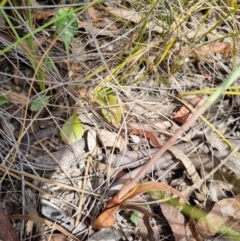 Thelymitra brevifolia at QPRC LGA - suppressed