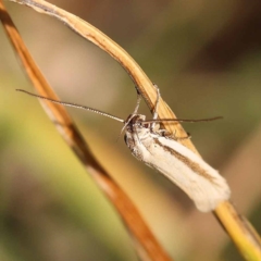 Philobota pilipes (A concealer moth) at Blue Gum Point to Attunga Bay - 3 Nov 2023 by ConBoekel