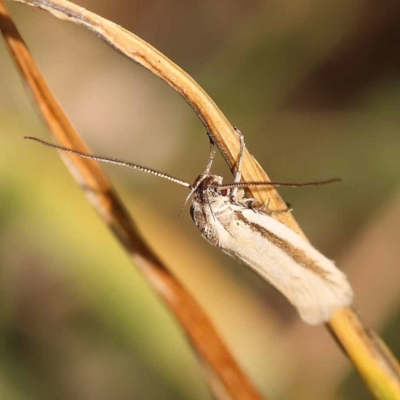Philobota pilipes (A concealer moth) at Yarralumla, ACT - 3 Nov 2023 by ConBoekel