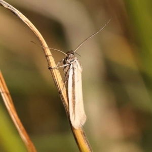 Philobota pilipes at Lake Burley Griffin West - 3 Nov 2023