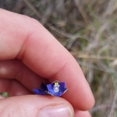 Thelymitra peniculata (Blue Star Sun-orchid) at Bungendore, NSW - 8 Nov 2023 by clarehoneydove