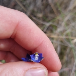 Thelymitra peniculata at QPRC LGA - suppressed