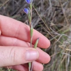 Thelymitra peniculata at QPRC LGA - suppressed