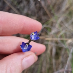 Thelymitra peniculata at QPRC LGA - suppressed