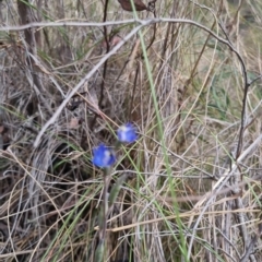 Thelymitra peniculata at QPRC LGA - suppressed