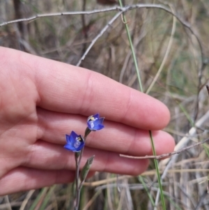 Thelymitra peniculata at QPRC LGA - suppressed